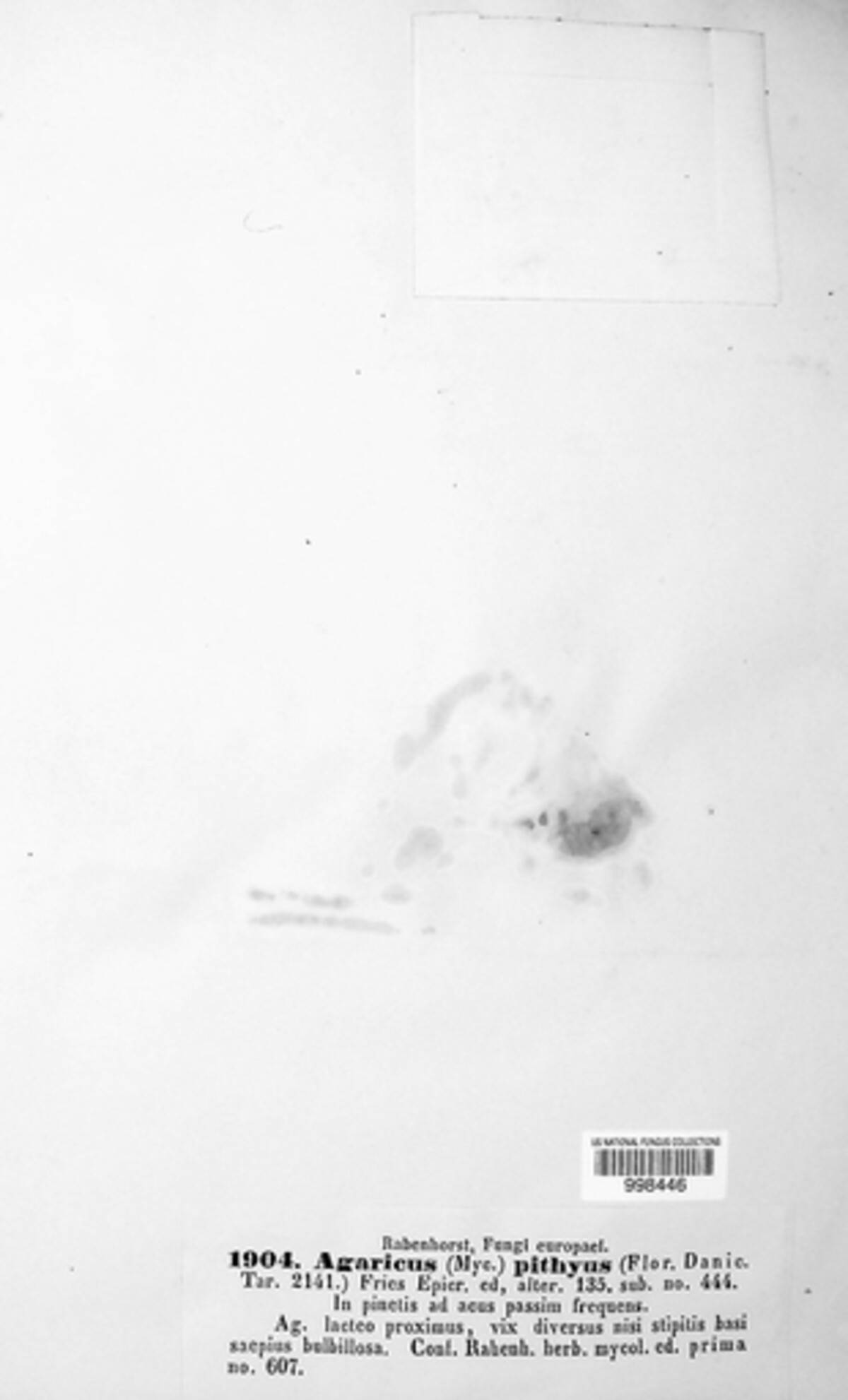 Hemimycena pithya image